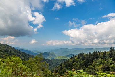 Scenic view of forest against sky