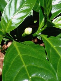 Close-up of leaves