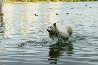 Ducks swimming in lake