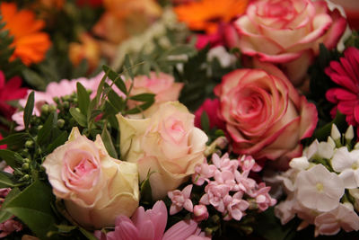 Close-up of pink roses