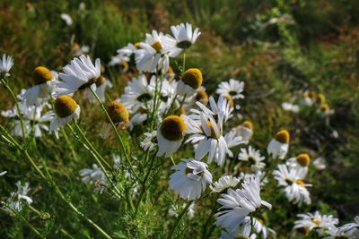 Close-up of white daisies blooming in field