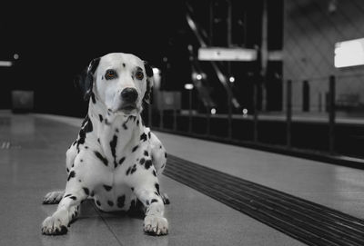 Portrait of dog sitting on floor