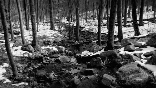 Trees in forest