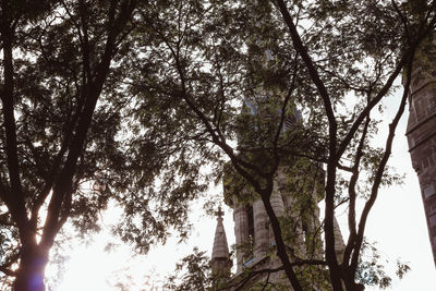 Low angle view of trees in forest against sky