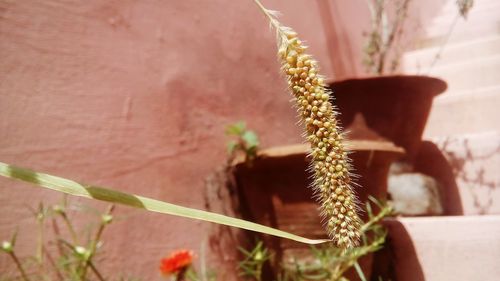 Close-up of plant against blurred background