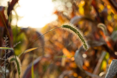 Close-up of plant growing on field