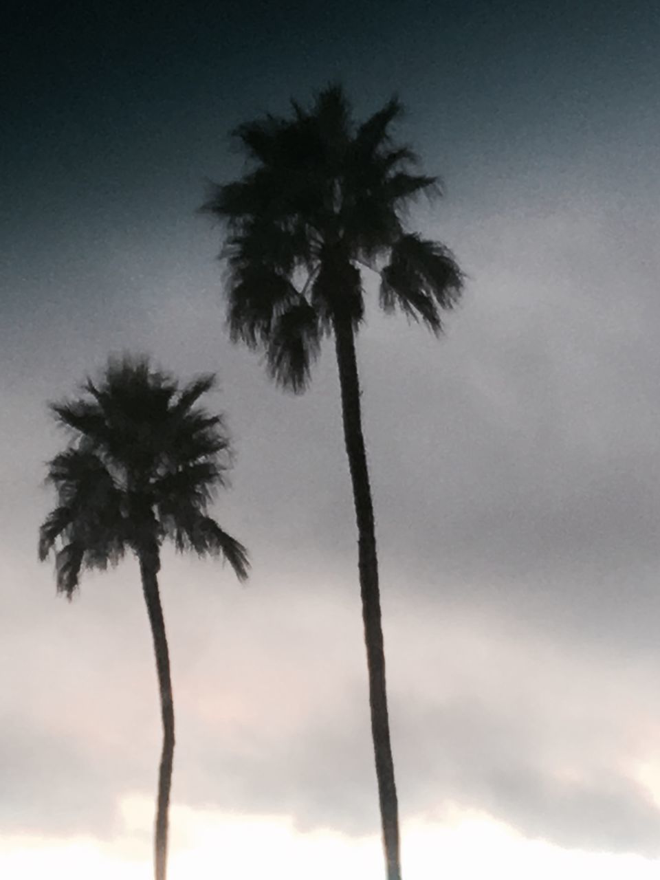 SILHOUETTE PALM TREES AGAINST SKY
