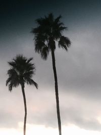 Low angle view of palm trees against sky