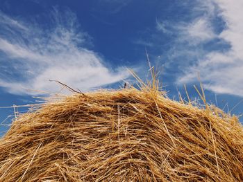 Low angle view of dry plants against sky