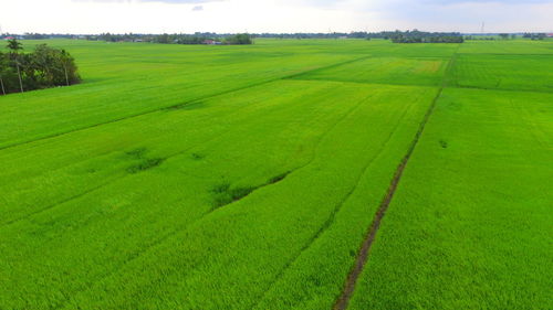 Scenic view of agricultural field against sky