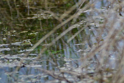 Close-up of turtle in water