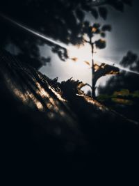 Close-up of silhouette plant against sky at sunset