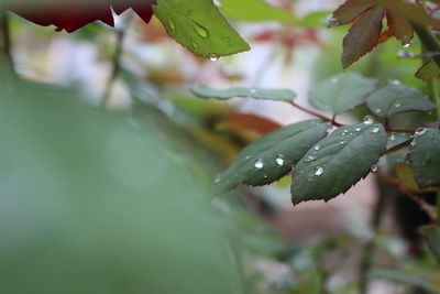 Close-up of wet leaves