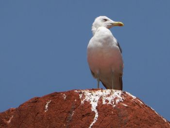 Low angle view of seagull on rock against clear blue sky