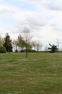 Trees on grassy field against cloudy sky