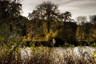 Scenic view of lake in forest against sky