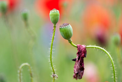 Close-up of red flower buds growing on plant