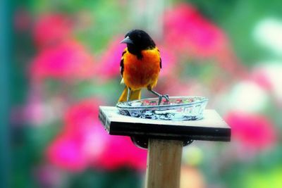 Close-up of bird perching on branch