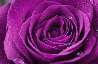 Close-up of wet pink rose