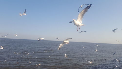 Seagulls flying over sea against sky