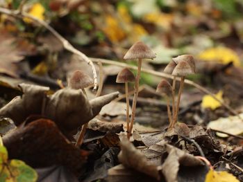 Close-up of mushrooms growing on field