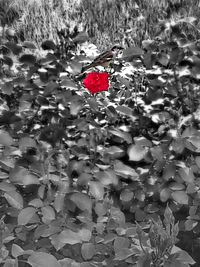 Full frame shot of red heart shape in water