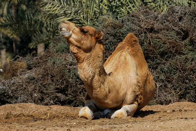 Dromedary camel relaxing on field