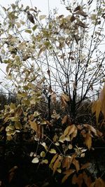 Flowers growing on tree