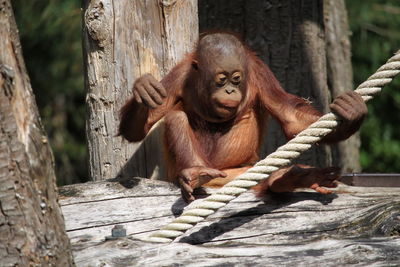 Monkey sitting on wood at zoo