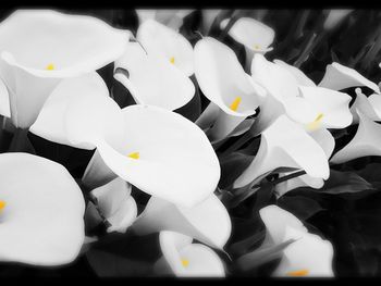 Close-up of white flowers