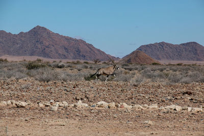 Oryx running at desert against clear sky