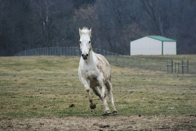 Horse on field