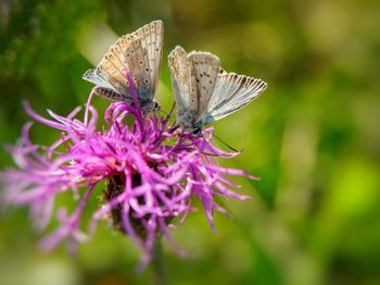 Close-up of two small butterflies pollinating on bright pink flower. blurred background. 