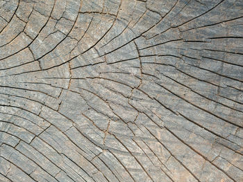 Full frame shot of tree stump