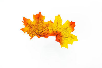 Close-up of maple leaf against white background
