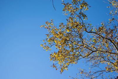 Low angle view of tree against clear blue sky