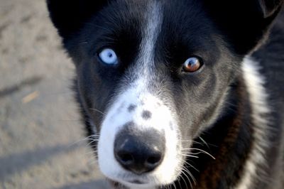 Close-up portrait of dog