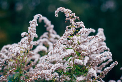 Close-up of flowers