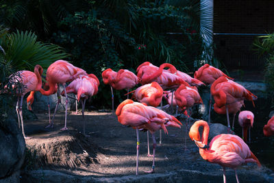 View of flamingos in lake