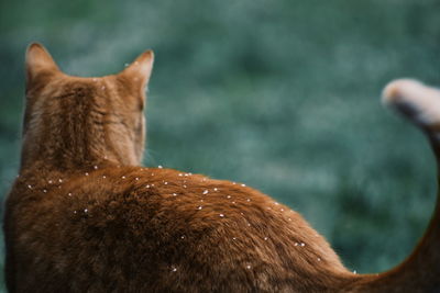 Close-up of a ginger cat walking in a snowy garden