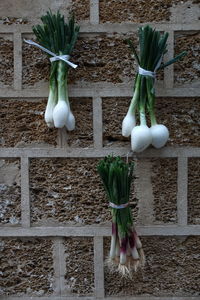 Close-up of tied up spring onions on wall