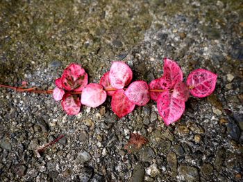 Close-up of pink flowers