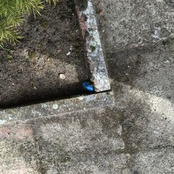 Close-up high angle view of ground