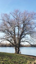 Bare tree on field by lake against sky