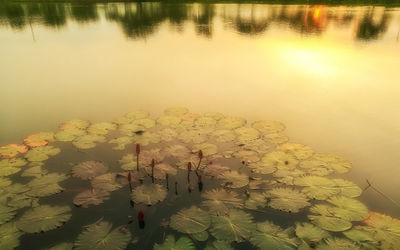 Close-up of yellow flowers against lake