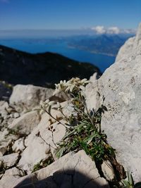 Plants growing on rock against sky