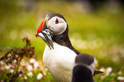 puffin with a