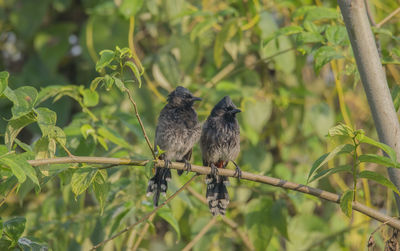 Bird perching on a tree