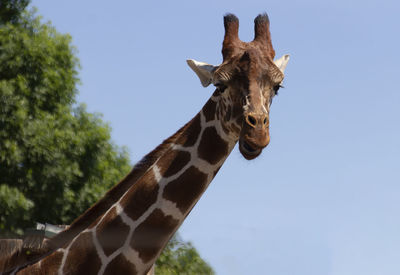 View of giraffe against sky