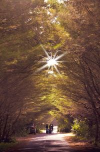 Street amidst trees in city